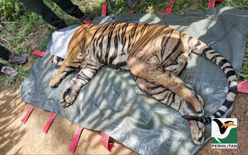 지난해 3월 말레이시아에서 온몸에 총상을 입은 채 발견된 야생 호랑이 (사진 'Jabatan PERHILITAN Semenanjung Malaysia' 공식 페이스북)/뉴스펭귄