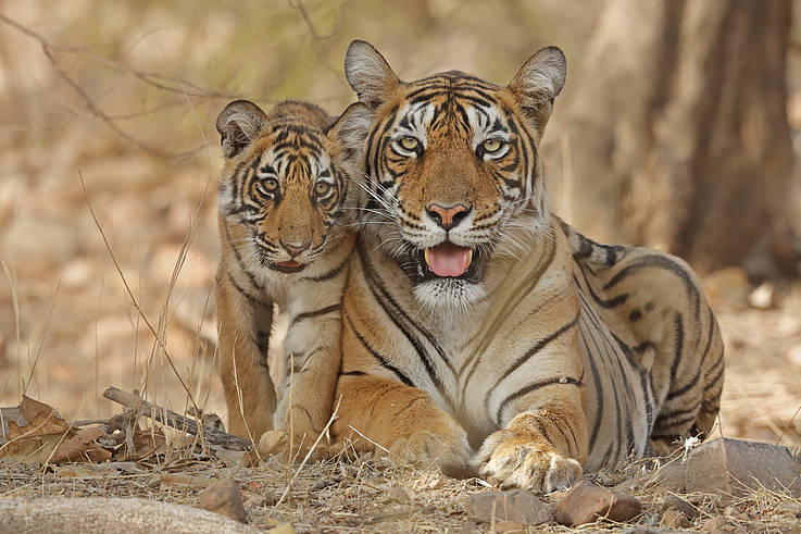 인도 란탐보르 국립공원에서 촬영된 어미 호랑이와 생후 4개월 된 새끼 호랑이 (사진 WWF - Andy Rouse )/뉴스펭귄