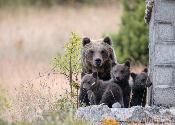 마르시칸 갈색곰 (사진 WWF Abruzzo 공식 페이스북)/뉴스펭귄