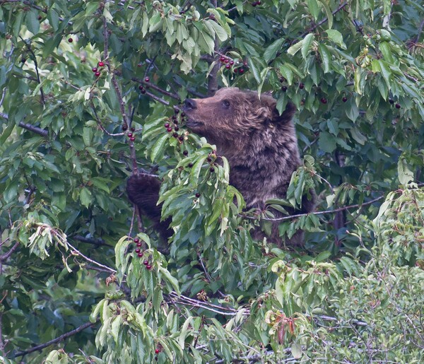 나무에서 열매를 따먹고 있는 마르시칸 갈색곰 (사진 WWF Italy 공식 페이스북)/뉴스펭귄