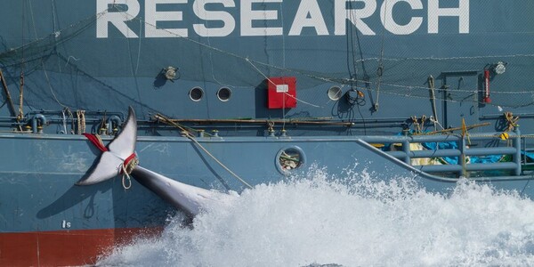 (사진 Sea Shepherd, Marianna Baldo)/뉴스펭귄