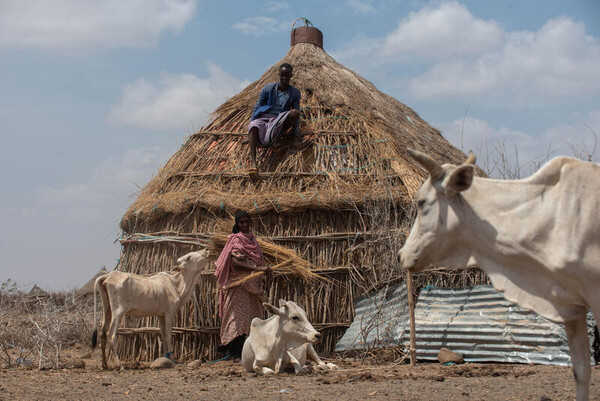 지붕에서 뽑은 짚을 소에게 먹이고 있는 에티오피아 주민들 (사진 WFP - Michael Tewelde)/뉴스펭귄