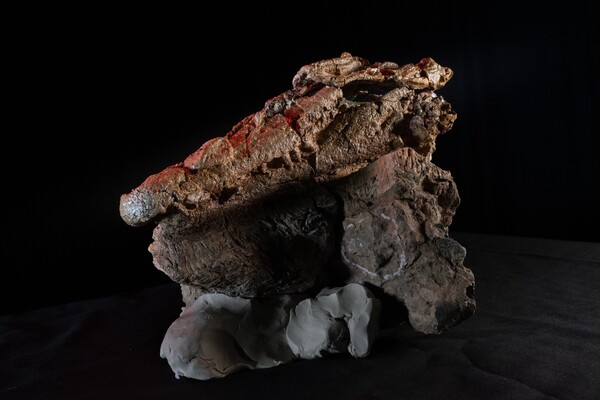 콘프락토수쿠스 사우록토노스 화석 (사진 호주 공룡시대박물관 페이스북)/뉴스펭귄