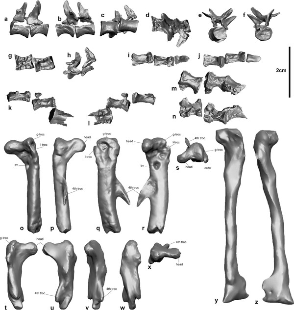 콘프락토수쿠스 사우록토노스 위에서 발견된 조각류 뼈 디지털 모델  (사진 '곤드와나 리서치' 저널 - Matt White)/뉴스펭귄