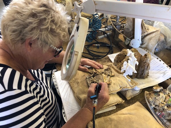 콘프락토수쿠스 사우록토노스 화석 연구 현장 (사진 호주 공룡시대박물관 페이스북)/뉴스펭귄