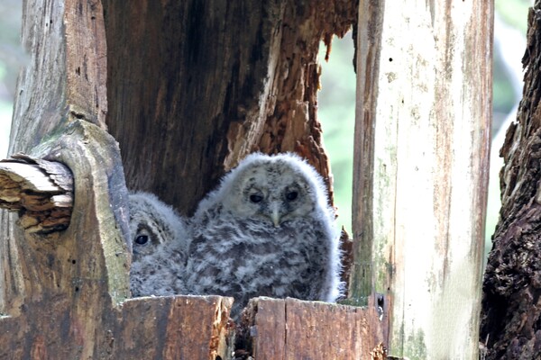어린 긴점박이올빼미 (사진 국립공원공단 오대산국립공원)/뉴스펭귄