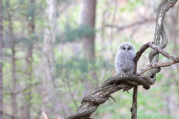 (사진 국립공원공단 오대산국립공원)/뉴스펭귄