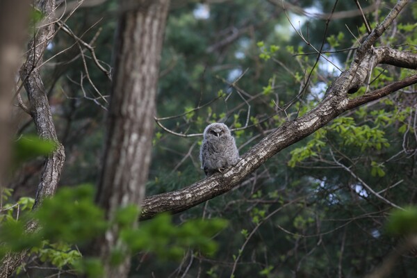 (사진 국립공원공단 오대산국립공원)/뉴스펭귄