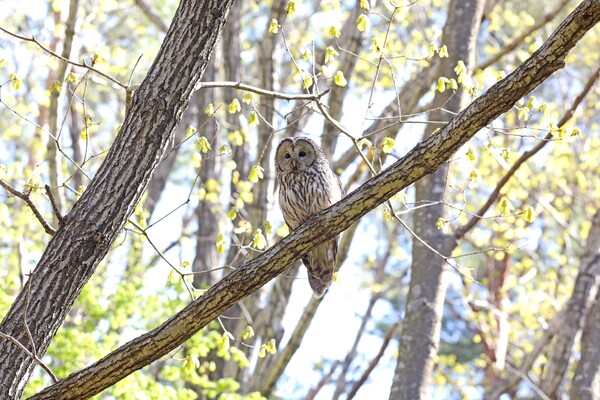 둥지를 떠난 새끼를 지켜보는 어미 (사진 국립공원공단 오대산국립공원)/뉴스펭귄