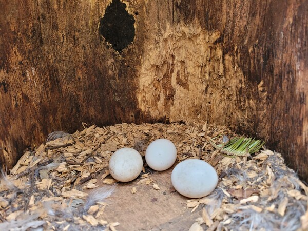 (사진 국립공원공단 오대산국립공원)/뉴스펭귄