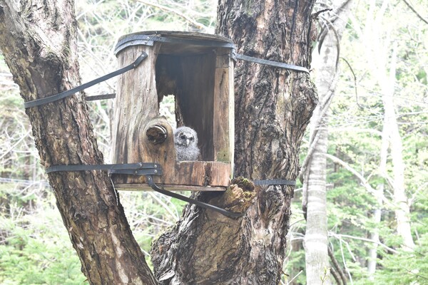 (사진 국립공원공단 오대산국립공원)/뉴스펭귄