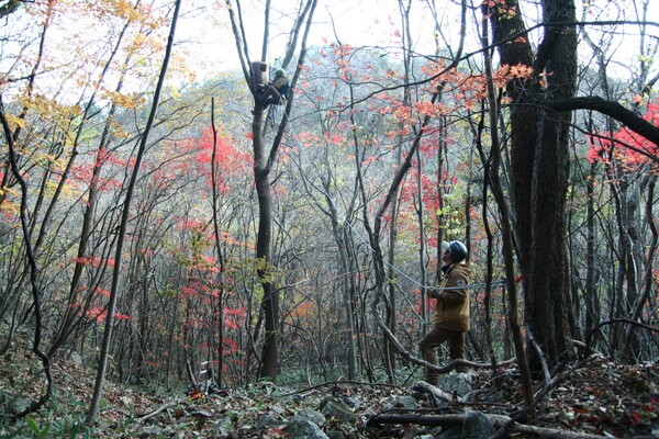 (사진 국립공원공단 오대산국립공원)/뉴스펭귄