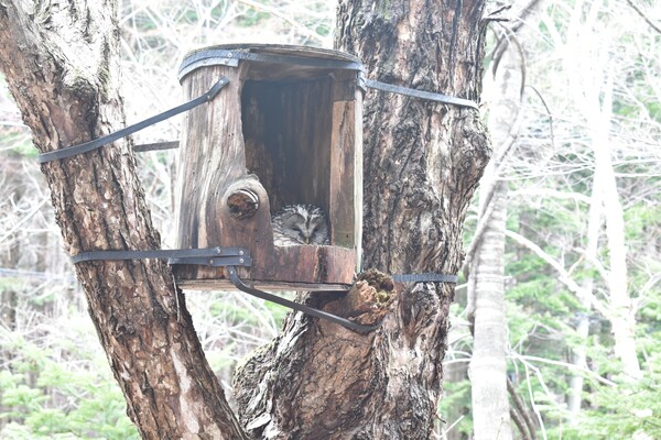 포란 중인 긴점박이올빼미 (사진 국립공원공단 오대산국립공원)/뉴스펭귄