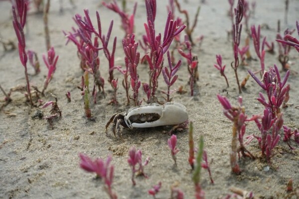 새만금 신공항 예정 부지 내에서 발견된 흰발농게 수컷 (사진 전북녹색연합)/뉴스펭귄