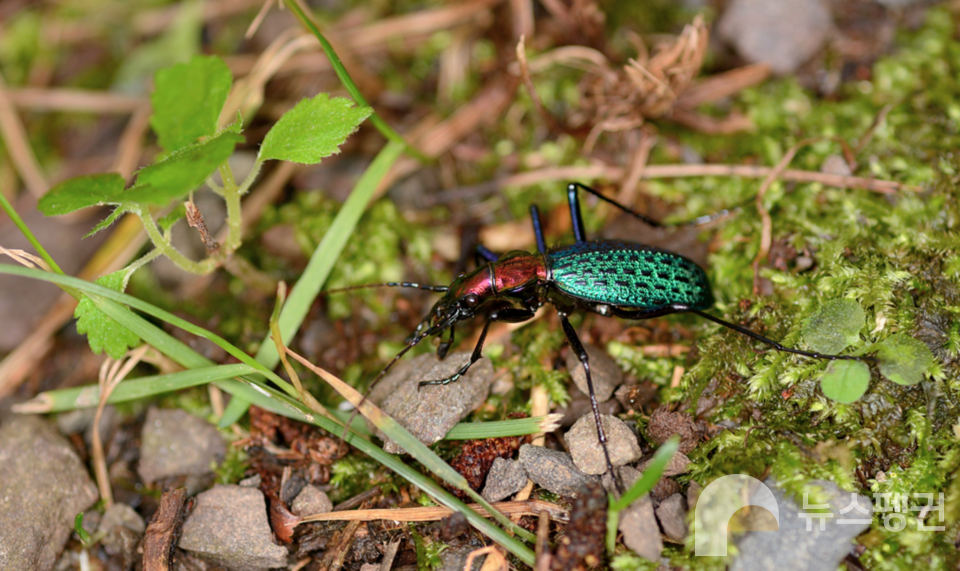 창언조롱박딱정벌레 (사진 손상봉 씨 제공)/뉴스펭귄