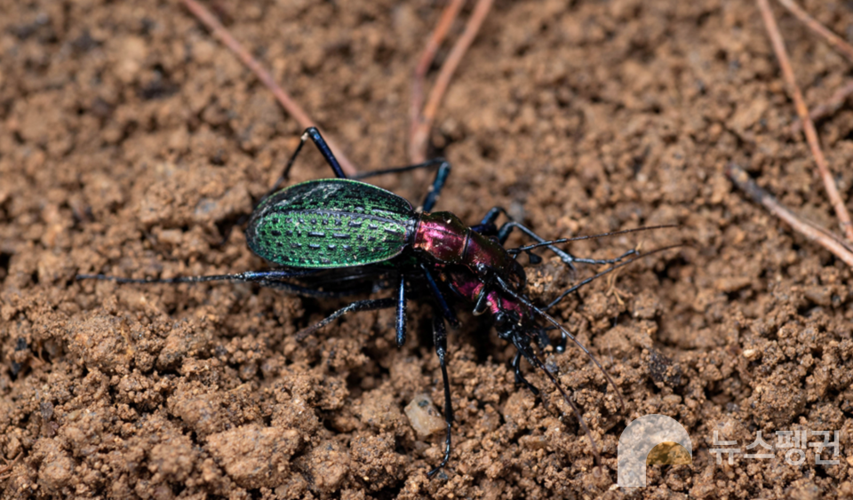 창언조롱박딱정벌레 (사진 손상봉 씨 제공)/뉴스펭귄