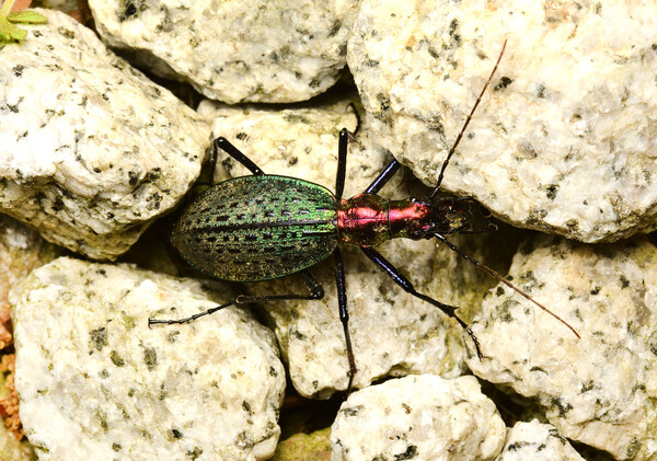 창언조롱박딱정벌레 (사진 국립생물자원관)/뉴스펭귄