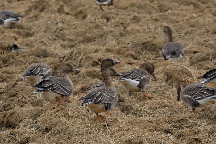 이하 큰기러기 (사진 국립생태원 멸종위기종복원센터)/뉴스펭귄