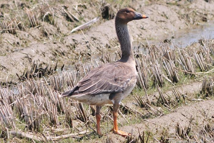 (사진 국립생태원 멸종위기종복원센터)/뉴스펭귄