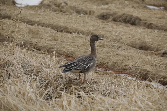 (사진 국립생태원 멸종위기종복원센터)/뉴스펭귄
