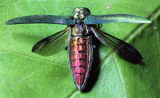 호리비단벌레 (사진 Wikipedia)/뉴스펭귄