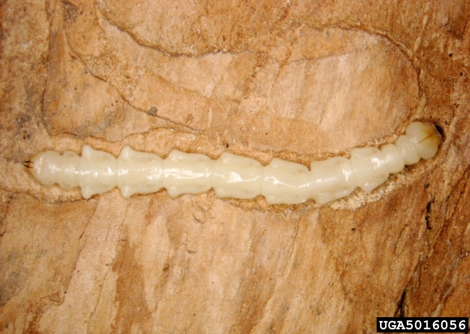 호리비단벌레 유충 (사진 Wikipedia)/뉴스펭귄