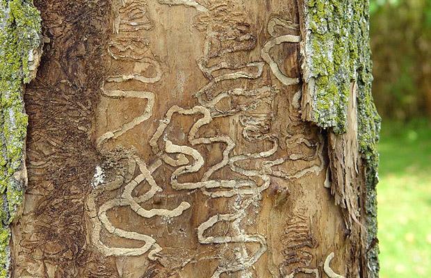호리비단벌레로 피해입은 물푸레나무 (사진 영국 농림부 공식 홈페이지)/뉴스펭귄