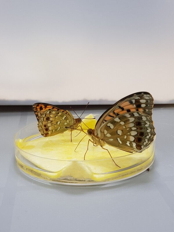 꿀을 먹고 있는 왕은점표범나비 (사진 경상북도농업자원관리원 잠사곤충사업장)/뉴스펭귄