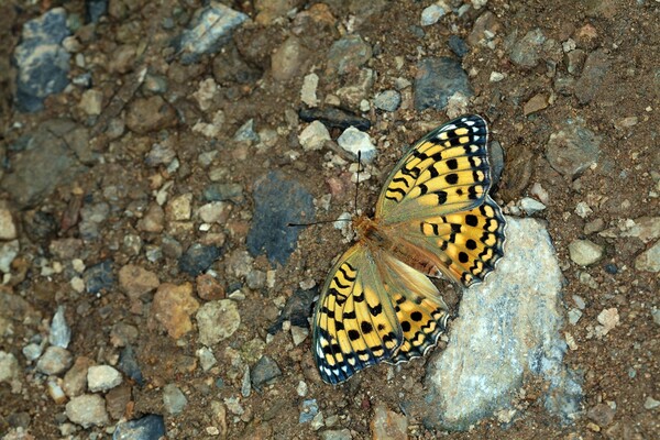 왕은점표범나비 (사진 경상북도농업자원관리원 잠사곤충사업장)/뉴스펭귄
