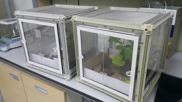 왕은점표범나비 사육장 (사진 경상북도농업자원관리원 잠사곤충사업장)/뉴스펭귄