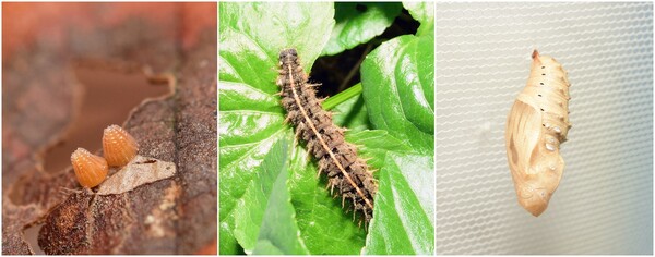 (왼쪽부터) 왕은점표범나비 알, 애벌레, 번데기 (사진 경상북도농업자원관리원 잠사곤충사업장)/뉴스펭귄