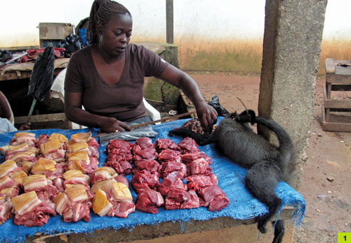 아프리카 시장 노점에서 판매 중인 다이커영양, 원숭이 (사진 CIFOR, Nathalie van Vliet)/뉴스펭귄