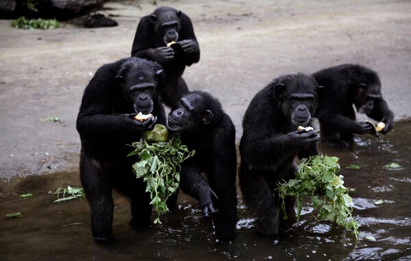 수의사가 던져주는 음식을 받아먹는 침팬지 무리 (사진 HSI 페이스북)/뉴스펭귄