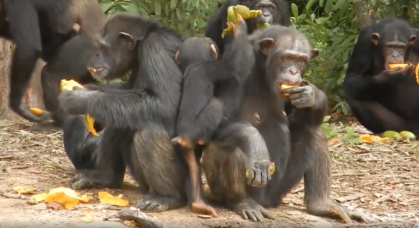 수의사가 던져주는 음식을 먹는 침팬지 무리 (사진 HSI 홈페이지 영상 캡처)/뉴스펭귄