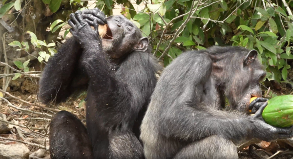 수의사가 던져주는 음식을 먹는 침팬지 무리 (사진 HSI 홈페이지 영상 캡처)/뉴스펭귄