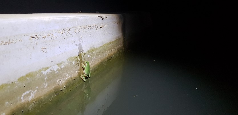 농수로에 빠져서 나올 수 없는 수원청개구리 (사진 Amaël Borzée 박사)/뉴스펭귄