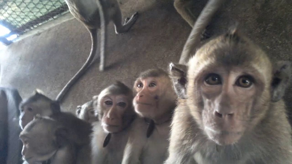 캄보디아 실험용 원숭이 사육시설에 갇혀있는 동물들 (사진 Action for Primates)/뉴스펭귄