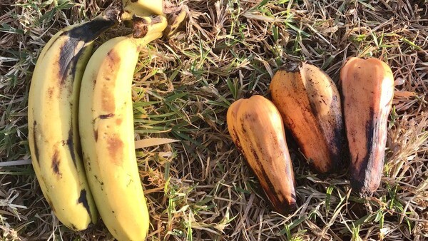 진짜 바나나(좌)와 가짜 바나나(우) (사진 큐왕립식물원)/뉴스펭귄