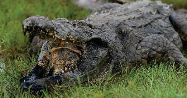 납 중독으로 치아 표면과 구강 내 검은 침전물이 생성된 악어 (사진 'High lead exposure and clinical signs of toxicosis in wild Nile crocodiles (Crocodylus niloticus) from a World Heritage site: Lake St Lucia estuarine system, South Africa' 논문)/뉴스펭귄