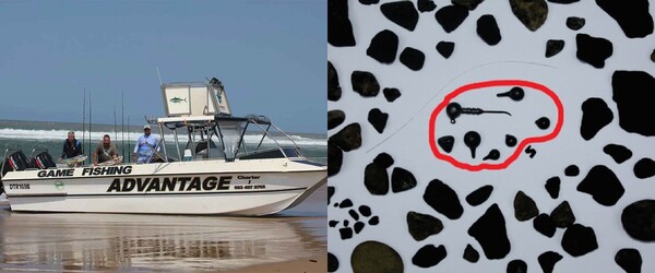 왼쪽부터 세인트 루시아 호수에서 진행되는 악어 관찰 및 낚시 투어 프로그램, 악어 위장에서 발견된 납추 (사진 이시망갈리소 습지공원 사이트, 'High lead exposure and clinical signs of toxicosis in wild Nile crocodiles (Crocodylus niloticus) from a World Heritage site: Lake St Lucia estuarine system, South Africa' 논문)/뉴스펭귄