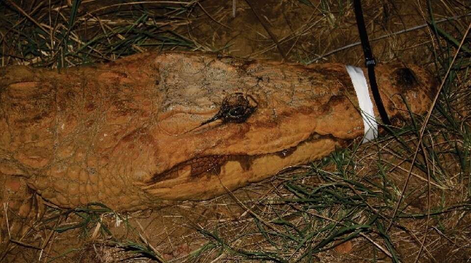 쇠약한 모습을 보이던 악어는 3주뒤 사망했다. ('High lead exposure and clinical signs of toxicosis in wild Nile crocodiles (Crocodylus niloticus) from a World Heritage site: Lake St Lucia estuarine system, South Africa' 논문)/뉴스펭귄