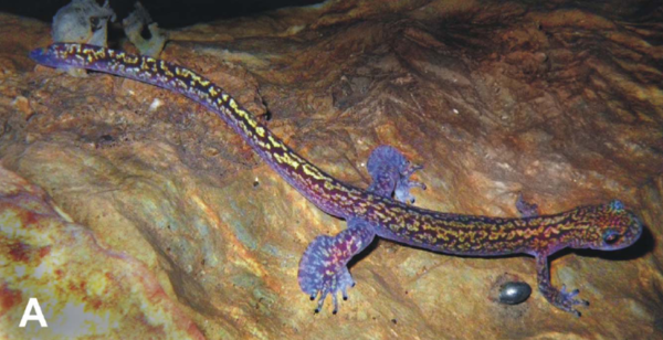 번식기에 까만 발톱이 있는 수컷 한국꼬리치레도롱뇽 (사진 ‘Review of the systematics, morphology and distribution of Asian Clawed Salamanders, genus Onychodactylus, with the description of four new species’ 논문 캡처)/뉴스펭귄