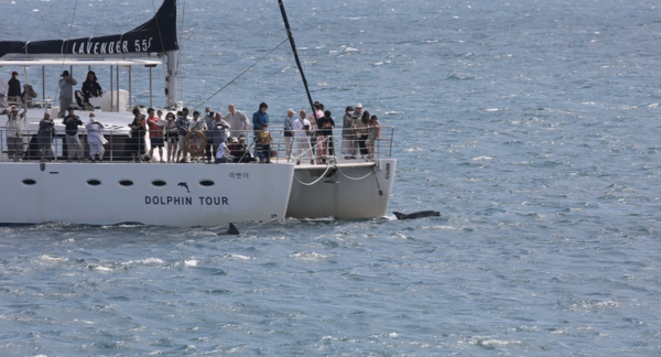 (사진 핫핑크돌핀스)/뉴스펭귄