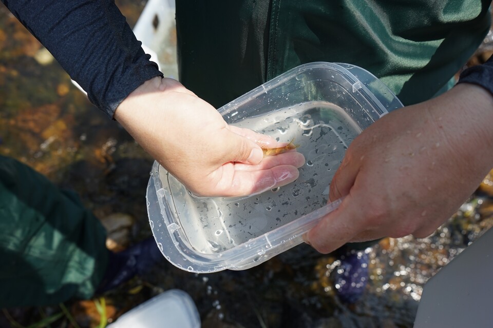 꾸구리 꼬리지느러미 쪽 형광색 꼬리표를 보여주는 멸종위기어류복원센터 연구원 (사진 임병선 기자)/뉴스펭귄