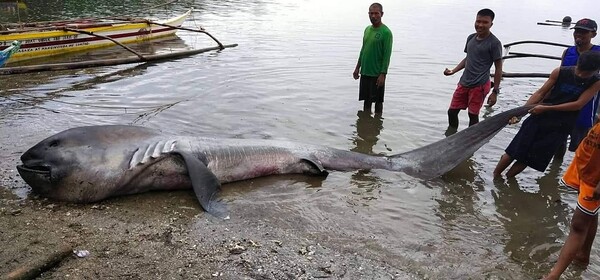 필리핀 해변에서 발견된 넓은주둥이상어 사체 (사진 Nonus Enolvus 페이스북)/뉴스펭귄