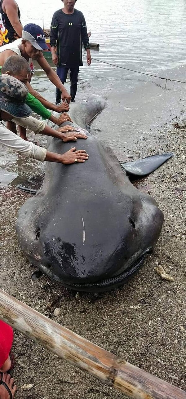 필리핀 해변에서 발견된 넓은주둥이상어 사체 (사진 Nonus Enolvus 페이스북)/뉴스펭귄