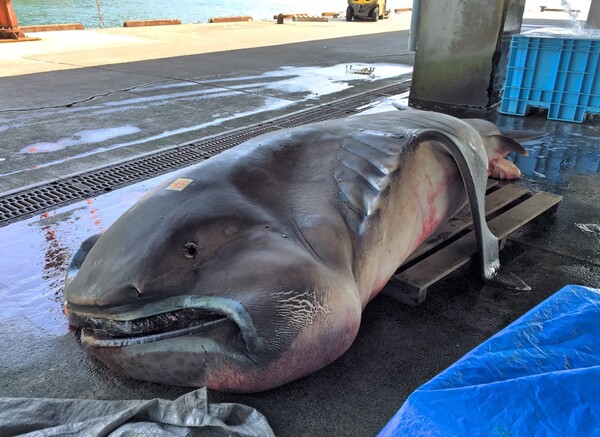 일본 연안에서 발견된 넓은주둥이상어 (사진 Tracking Sharks 트위터)/뉴스펭귄