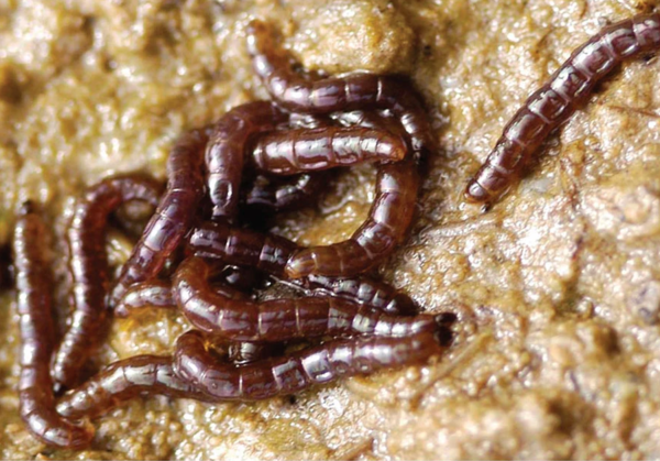 남극깔따구 유충 (사진 Richard E. Lee Jr, 네이처 저널)/뉴스펭귄