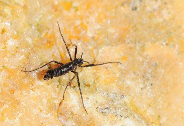 남극깔따구 성충 (사진 Richard E. Lee Jr, 네이처 저널)/뉴스펭귄