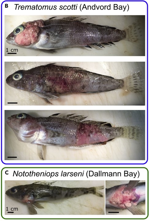 B 안드보드 만에서 포획한 물고기. 첫번재, 세번째 사진은 피부종양이 발견된 물고기이며, 두번째는 4년전에 포획된 노테이오이드이며, 피부종양이 발견되지 않았다. \C는 달만 만에서 포획된 물고기로, 지느러미 아래에 피부종양이 확인됐다. (사진 A parasite outbreak in notothenioid fish in an Antarctic fjord)/뉴스펭귄